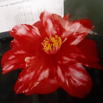 Julius Nuccio Variegated